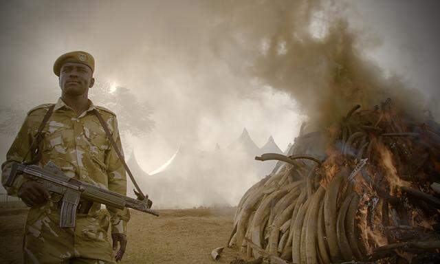 Als Maßnahme gegen den illegalen Handel wurde in Afrika Elfenbein verbrannt