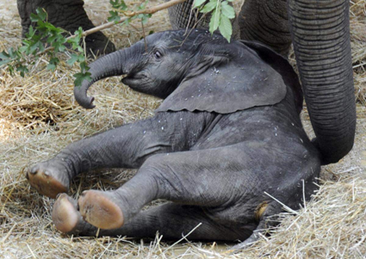 Derzeit besteht das Leben des kleinen Elefanten aus "trinken, schlafen, herum spazieren und spielen", weiß die Direktorin.