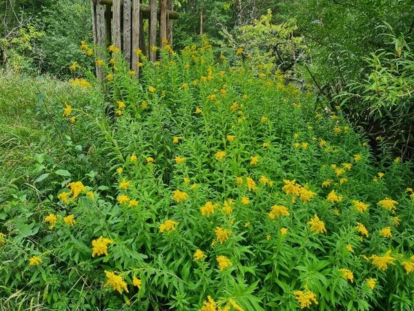 So wuchert die Kanadische Goldrute (Solidago canadensis) in der Schwäbischen Alb.