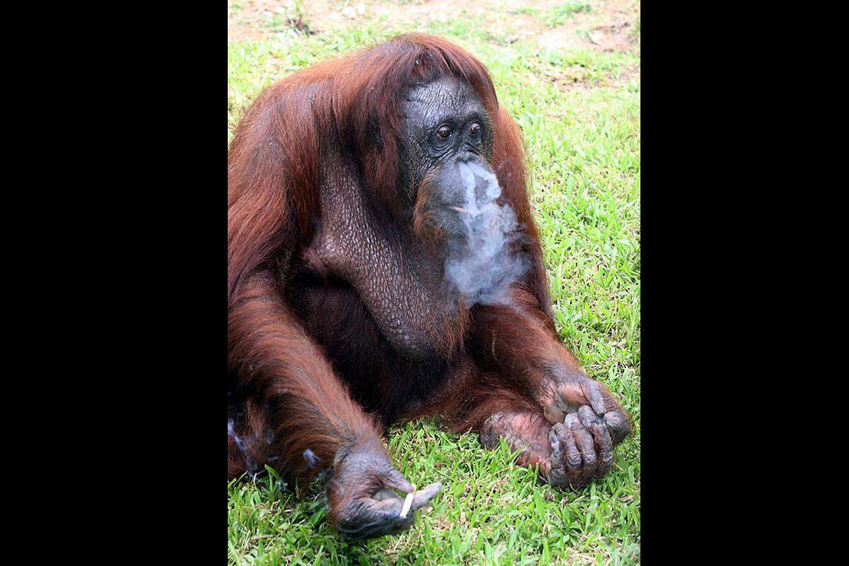 Orang-Utan auf Entzug. Ein Orang-Utan-Weibchen aus einem Zoo in Malaysia, das zum Vergnügen der Zoobesucher in den Käfig geworfene Zigaretten rauchte, ist auf Entzug gesetzt worden. Die Behörden hatten die Affendame namens Shirley beschlagnahmt, weil sie unter schlechten Bedingungen gehalten wurde. In ihrer neuen Unterkunft soll sich Shirley nun das Rauchen abgewöhnen.