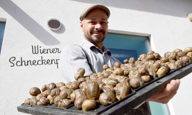 Andreas Gugumuck züchtet in Rothneusiedl im zehnten Wiener Gemeindebezirk Weinbergschnecken. Die Gastronomie nimmt diese als Fastenspeise mittlerweile dankend an.
