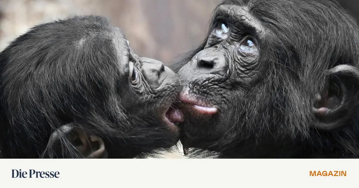 wir-hominiden-k-ssen-seit-21-millionen-jahren-premium