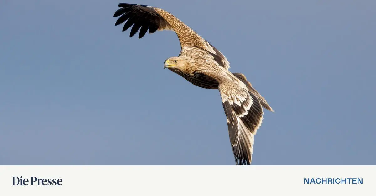 Kaiseradler-get-tet-87-J-hriger-vor-Gericht