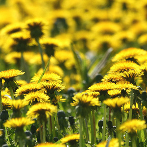 Loewenzahnwiese - a meadow gay with dandelion