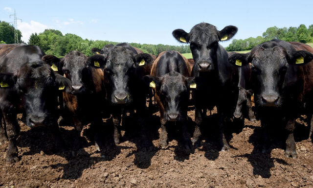 Jürgen Frank ist der Obmann der Genussregion Zickentaler Moorochse. Das Fleisch der Ochsen wird auch zu Wurst, luftgetrocknetem Schinken oder Fleischaufstrich verarbeitet.