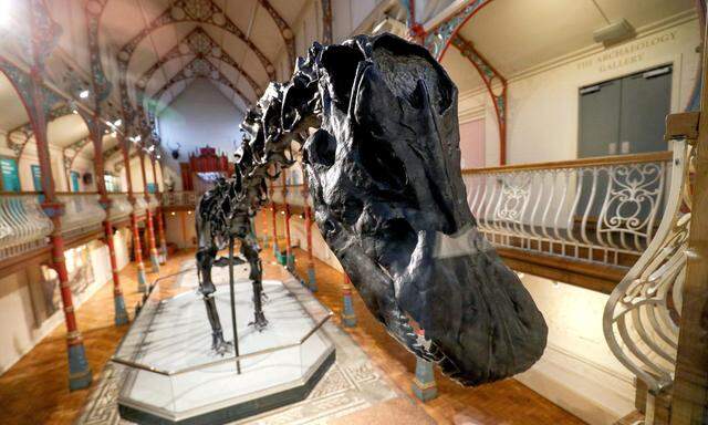 Sie sind der Stolz Naturhistorischer Museen, aber kaum unterzubringen mit ihren bis zu 90 Tonnen und fast zwölf Meter langen Hälsen. 