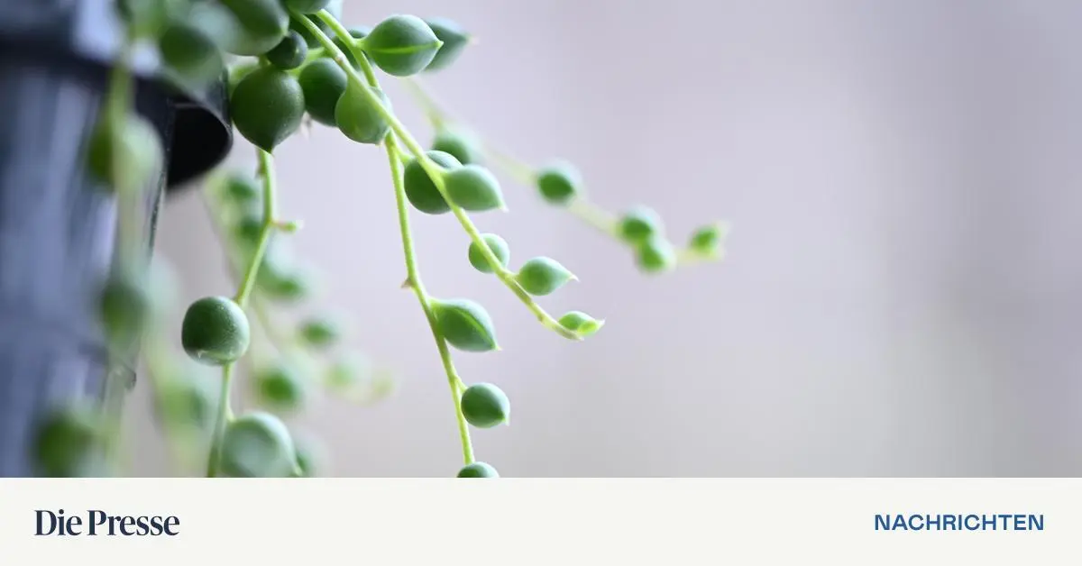 Kugelbl-tter-mit-Pupillen-Wie-man-die-Erbsenpflanze-richtig-pflegt-premium-