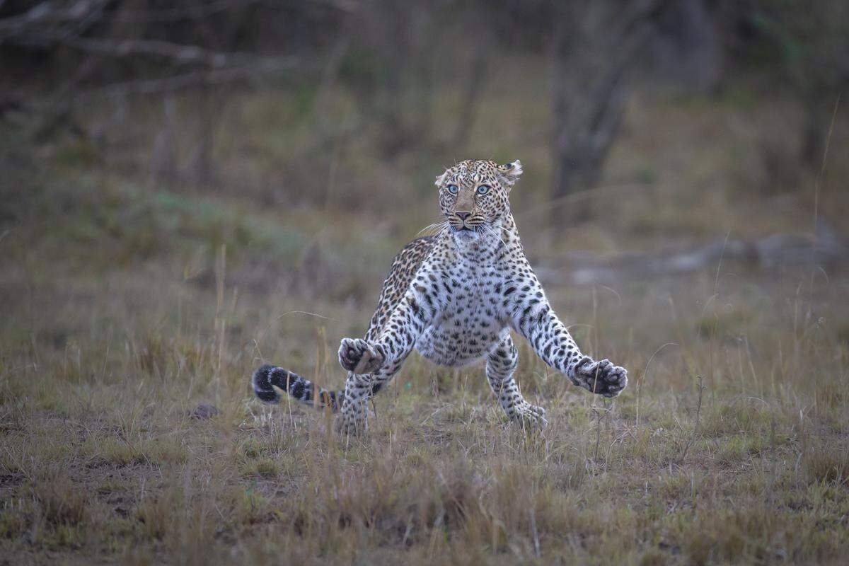 Einen Leoparden im Masai Mara Nationpark in Kenia lichtete Paul Goldstein ab. Die Leopardendame wurde von drei Geparden belästigt und zeigte sich dementsprechend schlecht gelaunt. 