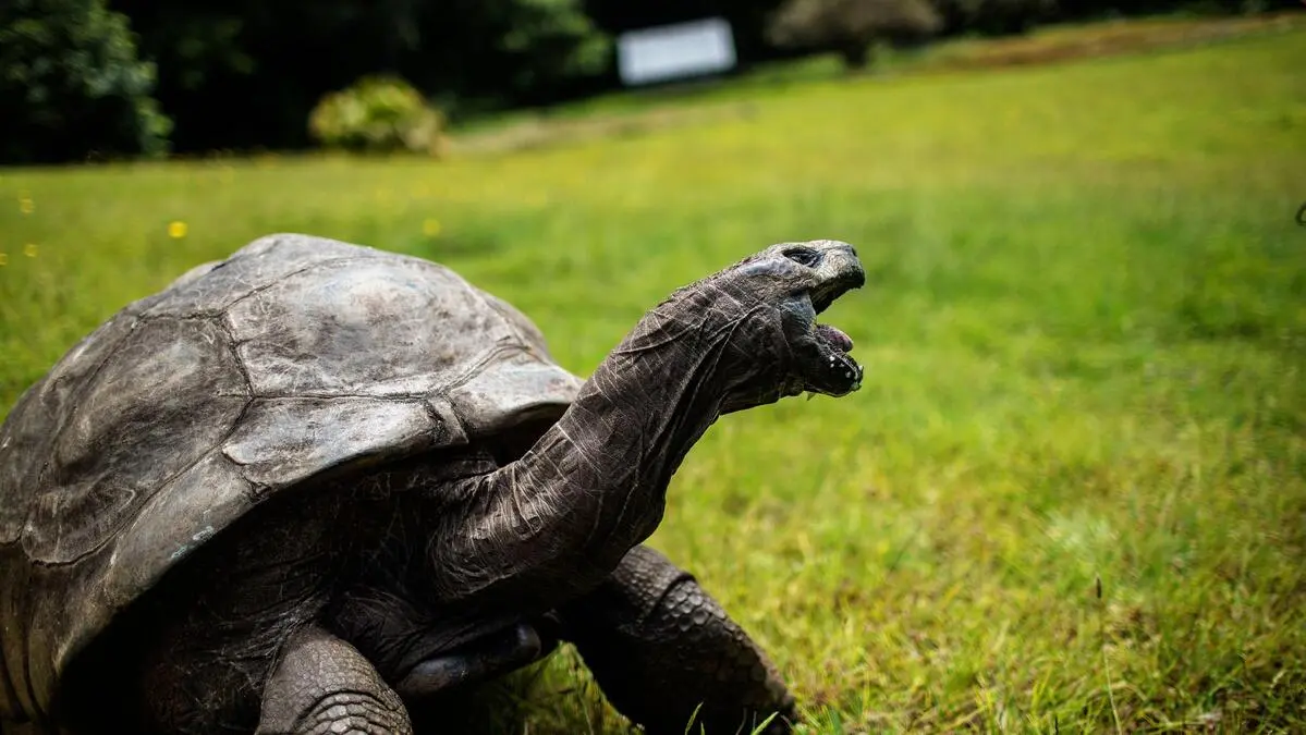 Ältestes Landtier erforscht: Warum Schildkröte Jonathan noch mit 194 ...