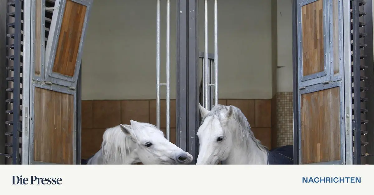 Veterin-rmediziner-identifizieren-b-sartige-Melanome-bei-Lipizzanern