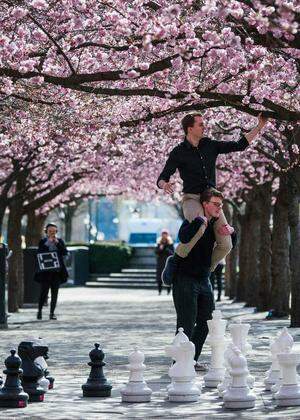Spaziergänger bewundern die Kirschblüte im Kungstradgarden in Stockholm. Bisher mussten sich die Schweden kaum einschränken, Parks, Schulen und Geschäfte sind geöffnet. Das könnte sich bald ändern.