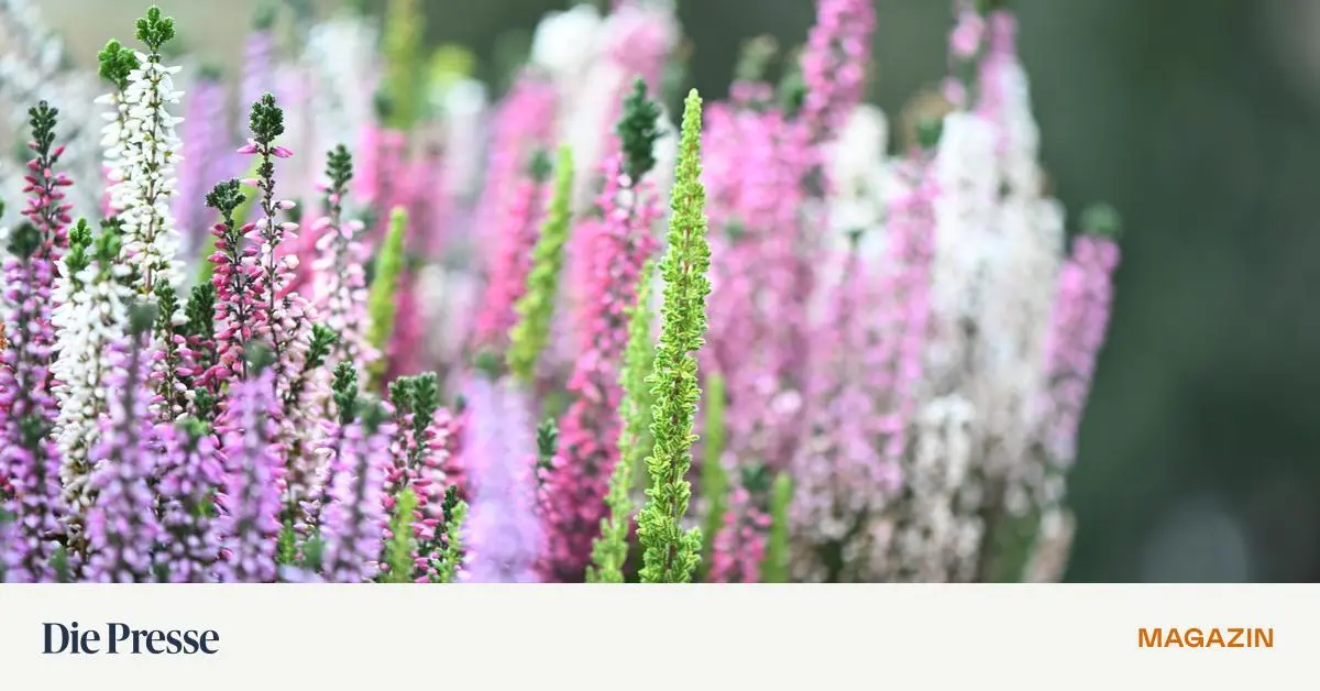 Daboecia-Calluna-oder-Erica-Welches-Heidekraut-in-meinen-Garten-passt-premium-