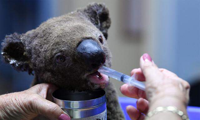 Ein dehydrierter und verletzter Koala wird versorgt.