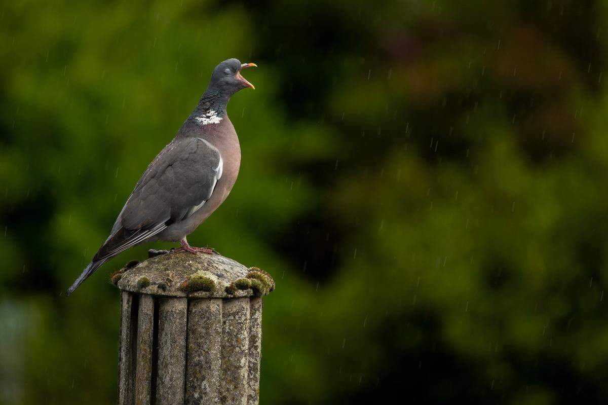  Eine Taube, die scheinbar aus vollem Hals singt, hat Kate Stevenson in Großbriannien eingefangen. „Singing in the Rain“ nannte sie ihr Bild. 