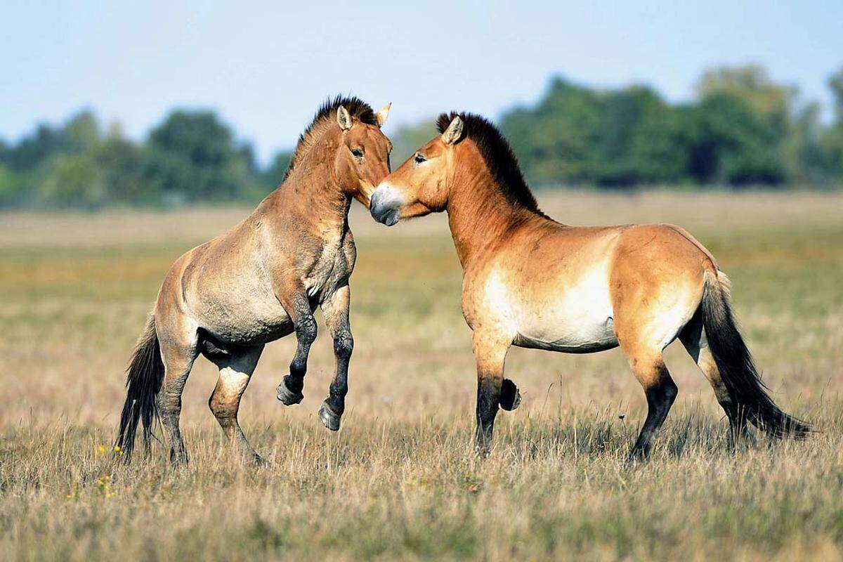 Die Wildpferde galten 1996 als in der Wildnis ausgestorben. In der Mongolei stehen sie mittlerweile unter strengem Schutz. Durch Wiederansiedlungsmaßnahmen gibt es nun etwa 300 Pferde in freier Wildbahn. Die einzigen verbliebenen Wildpferde der Welt wurden von "vom Aussterben bedroht" auf "stark gefährdet" zurückgestuft.