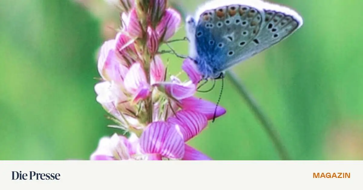 Schmetterling-des-Jahres-Die-erstaunliche-Lebensgeschichte-der-Bl-ulinge-premium-