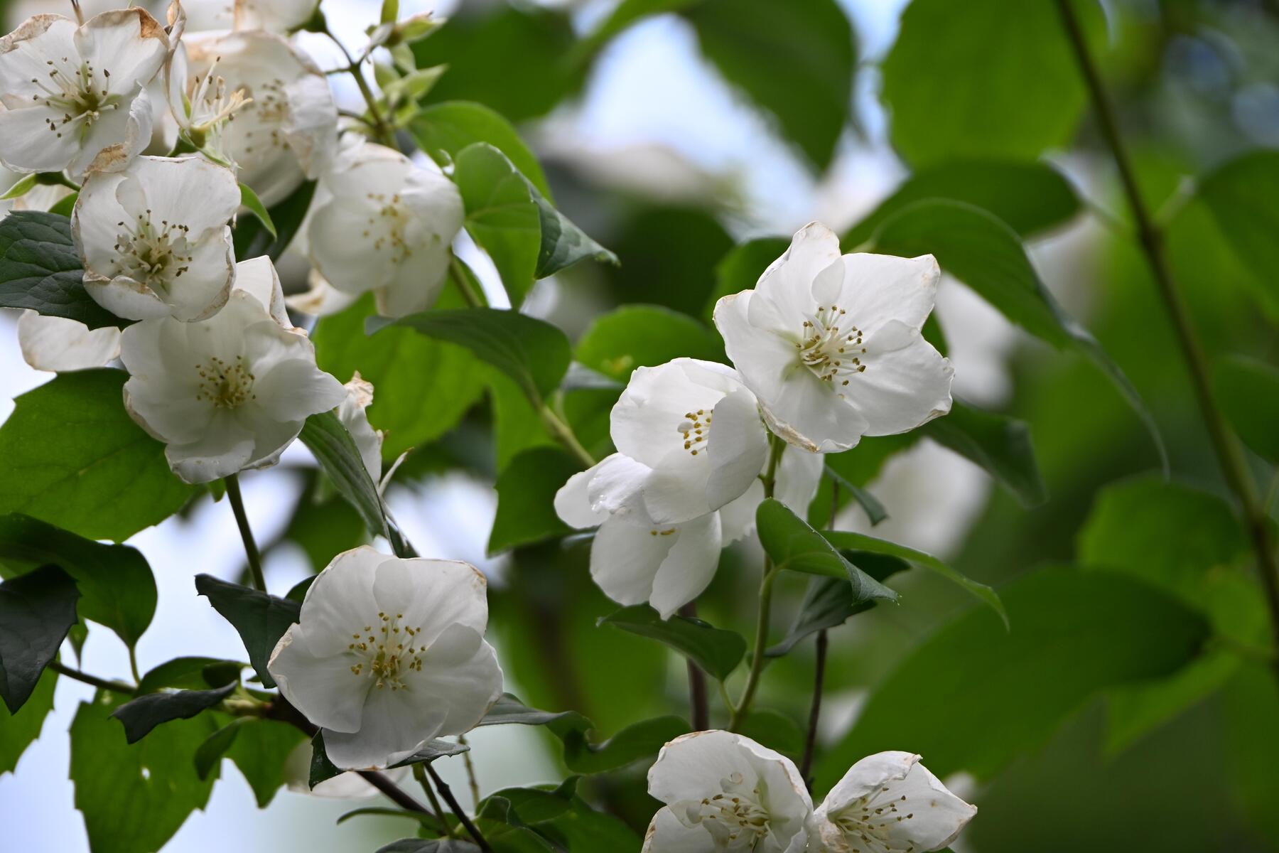 How to Bring the Scent of White Jasmine to Your Garden