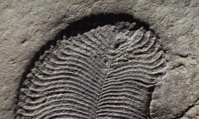 Vor 558 Millionen Jahren hinterließ dieses Tier ,Dickinsonia, nicht nur einen Abdruck, sondern auch Biosignaturen von Zellen.