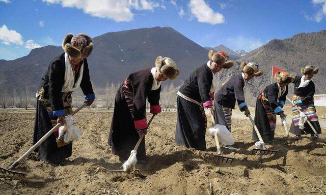 Tibetan women plow a highland barley field in Doilungdeqen county