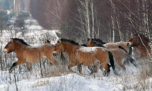 FILES-SCIENCE-FRANCE-US-ANIMAL-KAZAKHSTAN