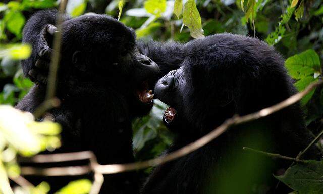 Endangered mountain gorillas from the Bitukura family, play inside a forest in Bwindi Impenetrable National Park in the Ruhija sector of the park