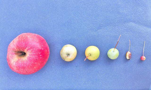 Ein Gala-Apfel und fünf seiner wilden Vorfahren. Ein Gutteil ihrer Mikroorganismen gleicht sich.