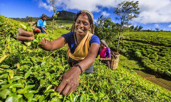 Sri Lanka ist einer der weltweit größten Exporteure von Tee. In einer Teefabrik in Ella sehen Sie, wie aus dem rohen grünen Blatt durch Trocknen, Schneiden, Rollen und Fermentieren das bekannte dunkelbraune Produkt hergestellt wird. 