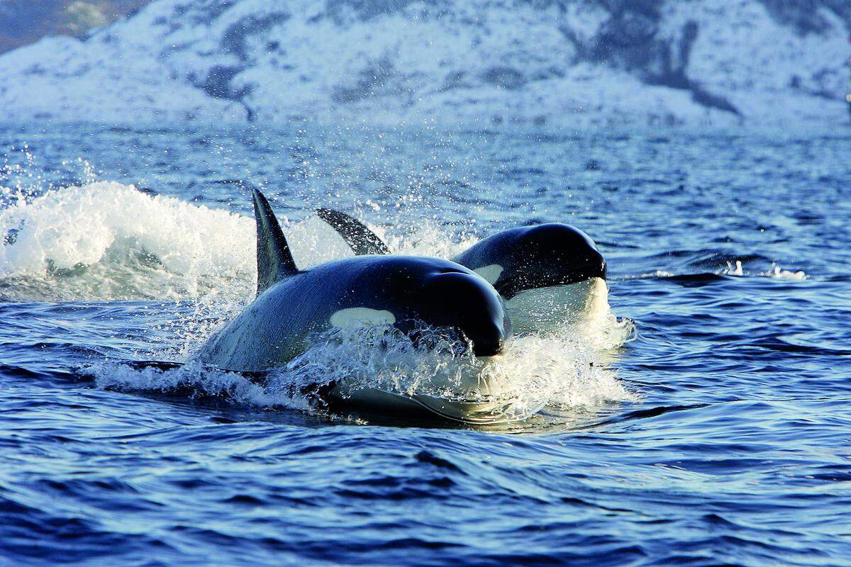 In der Region sind mehrere Arten von Walen, unter anderem auch Killerwale zu sehen.