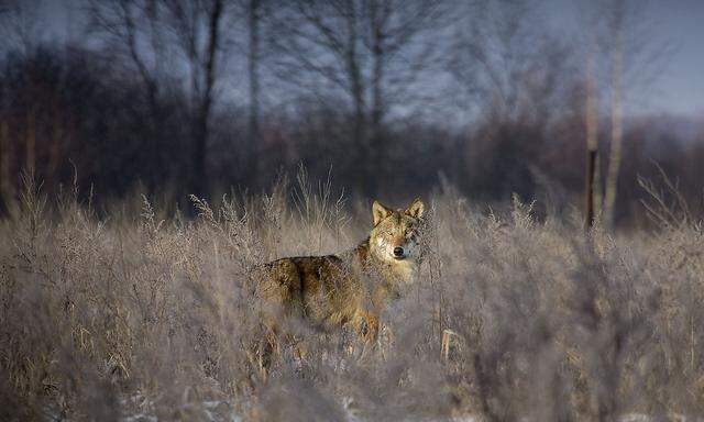 A wolf stands in a field in the exclusion zone around the Chernobyl nuclear reactor