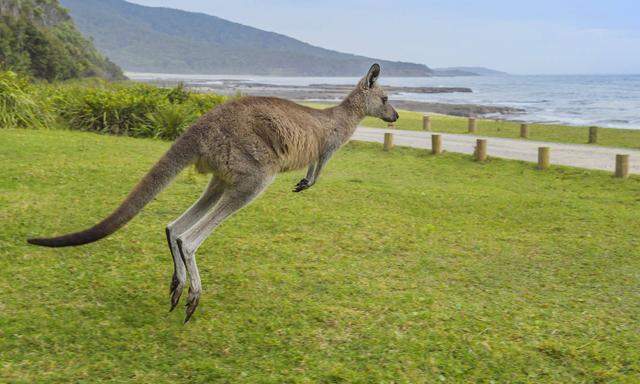 Oestliches Graues Riesenkaenguru Macropus giganteus huepft ueber eine Wiese an der Kueste Austra