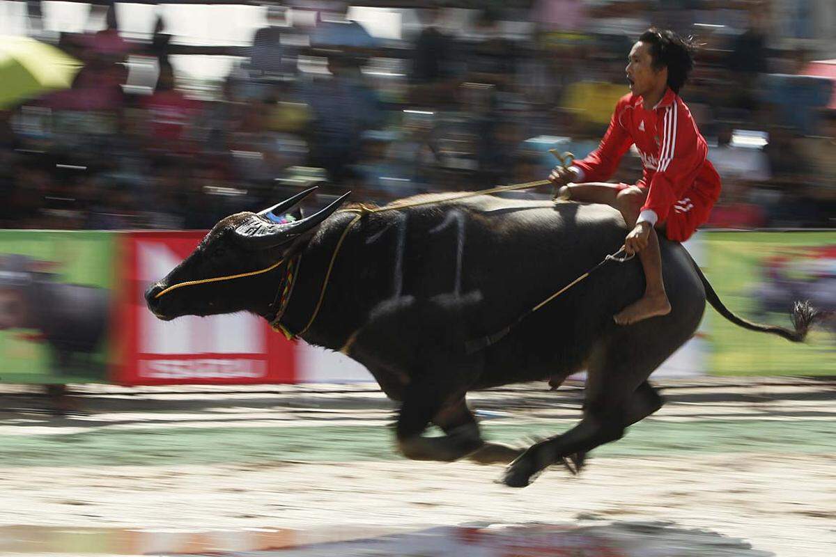 Chonburi, Thailand. Beim traditionellen Stierrennen in Chonburi treibt ein Jockey sein Reittier an.