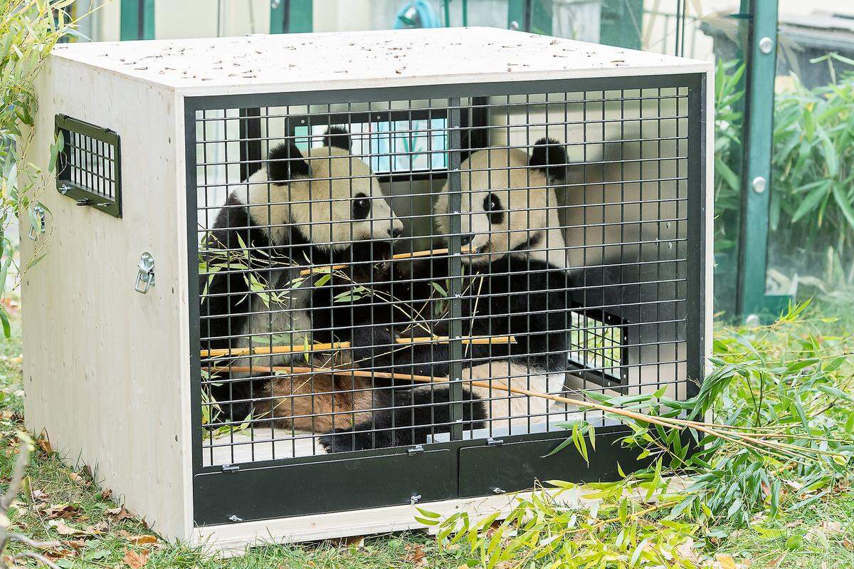 7. November. Die Panda-Zwillinge Fu Feng und Fu Ban müssen den Wiener Tiergarten Schönbrunn bald verlassen. Am 2. Dezember werden die beiden nach China reisen, um ihr neues Zuhause in der Panda Station in Gengda beziehen. Die Transportkisten stehen schon in der Anlage, damit die Zwillingen diese kennenlernen können. Mehr ...