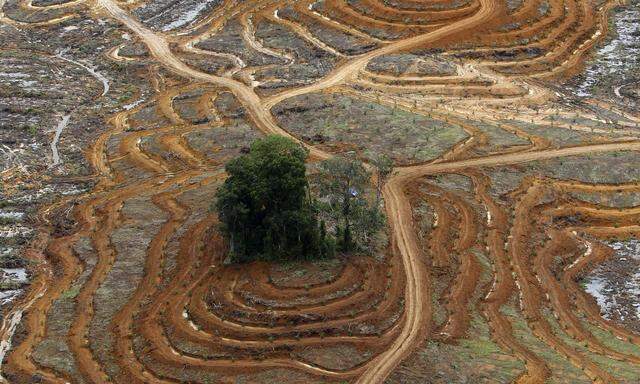 Die letzten Überlebenden. Blick auf eine Waldfläche auf Borneo, die zur Pflanzung von Ölpalmen gerodet wurde.  