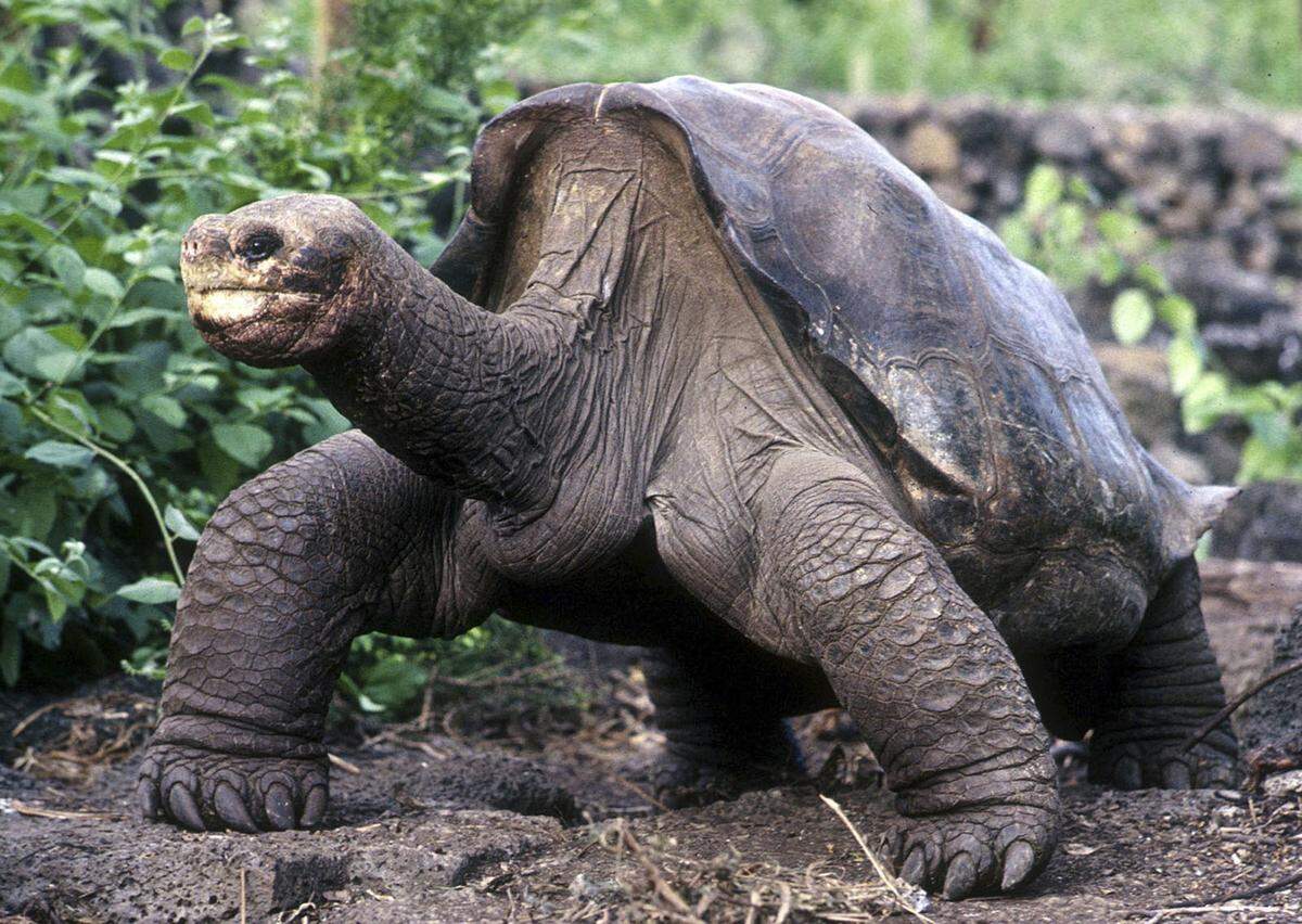 Zusammengestellt wurde der Reiseführer von den beiden britischen Biologen Amy-Jane Beer und Mark Carwardine. Riesenschildkröten findet man nur noch selten, am besten eignen sich für die Suche die Galapagosinseln. Andere Spezies der riesigen Schildkröten gibt es auf den Aldabra Atoll auf den Seychellen, auf Mauritius und Changuu Island vor Sansibar.