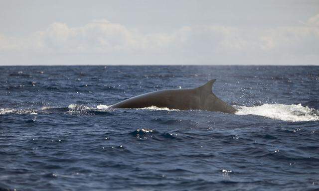  Wer in europäischen Gewässern Wale beobachtet (im Bild: Finnwal bei den Azoren), kann dabei künftig auch Gutes für die Wissenschaft tun, nämlich Umwelt-DNA sammeln.