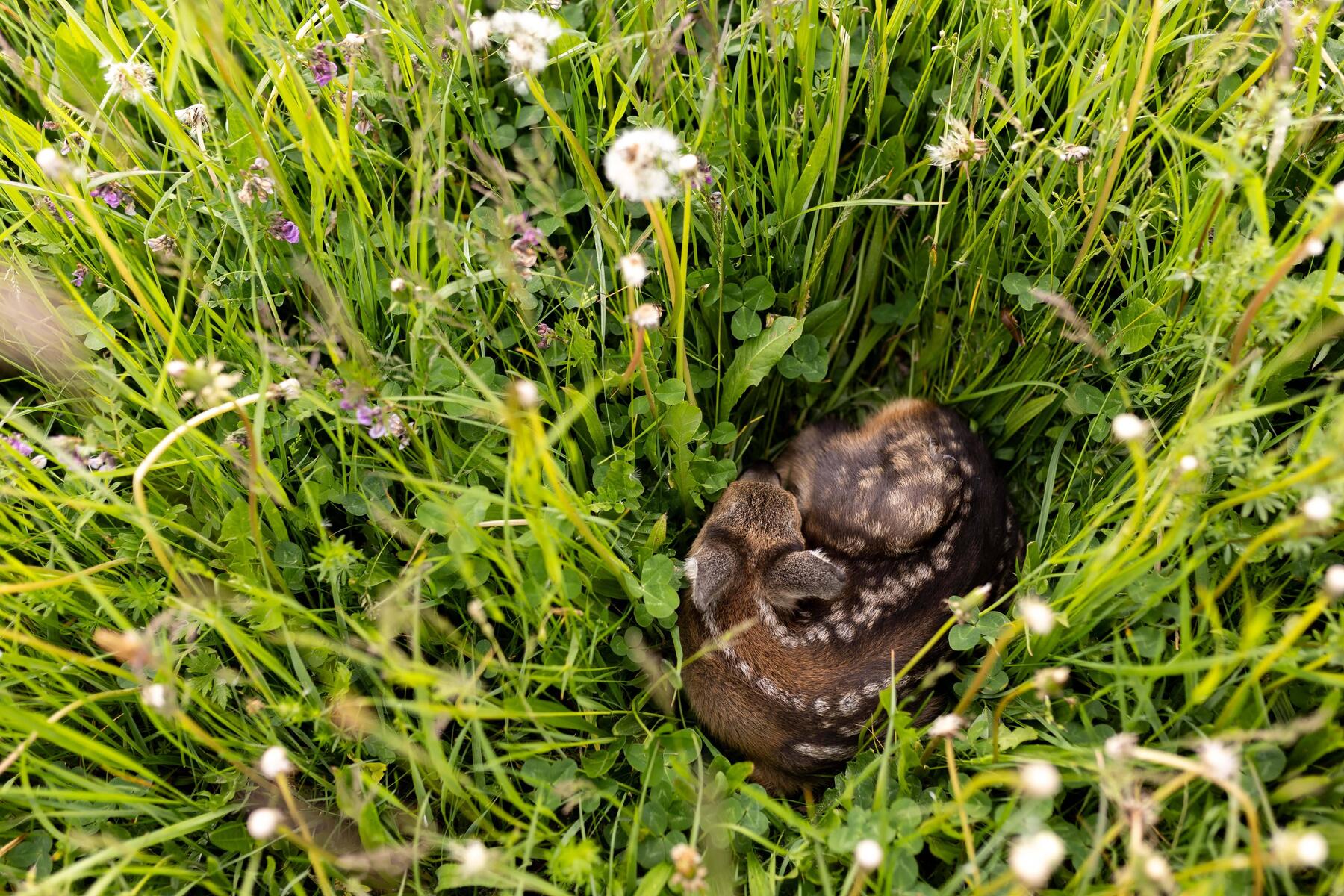 Drones Save Fawns: A Heartwarming Rescue Initiative in Austria