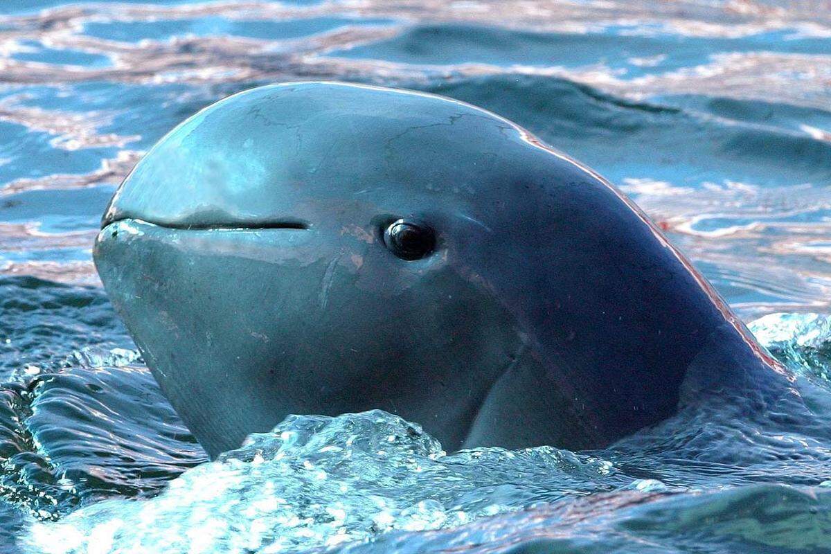 Im ostasiatischen Strom Mekong leben einem aktuellen Report zufolge nur noch etwa 85 Irawadi-Delphine. Damit ist er akut vom Aussterben bedroht. Der WWF fordert ein Verbot von Kiemennetzen.