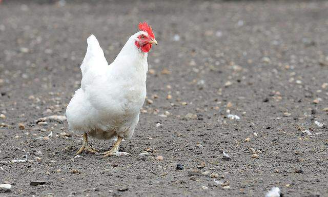 Mehrer Täter dürften die Hühner getötet haben. (Symbolfoto)