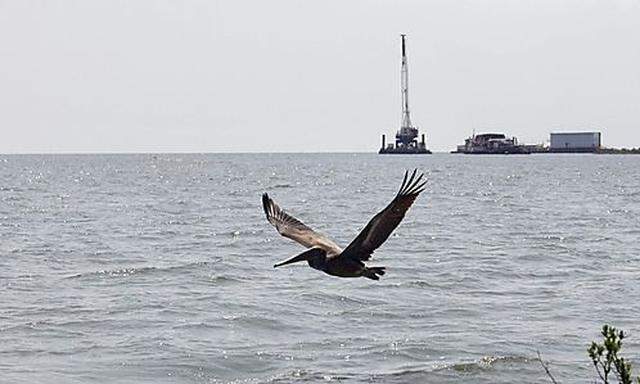 In this Tuesday, Aug. 10, 2010 photo, a pelican flies over new marsh grass in an area that had been i
