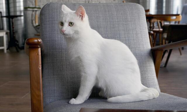 Café mit Katzen: Das Barista Cats im siebenten Bezirk. 