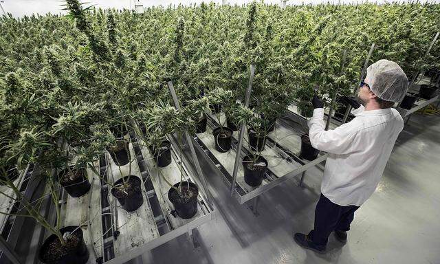 Eine Cannabis-Plantage.