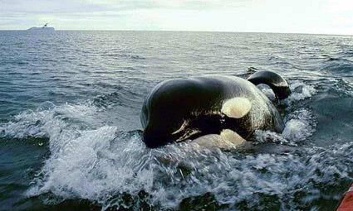 Orcas greifen Regatta-Boote bei Ocean Race an | DiePresse.com