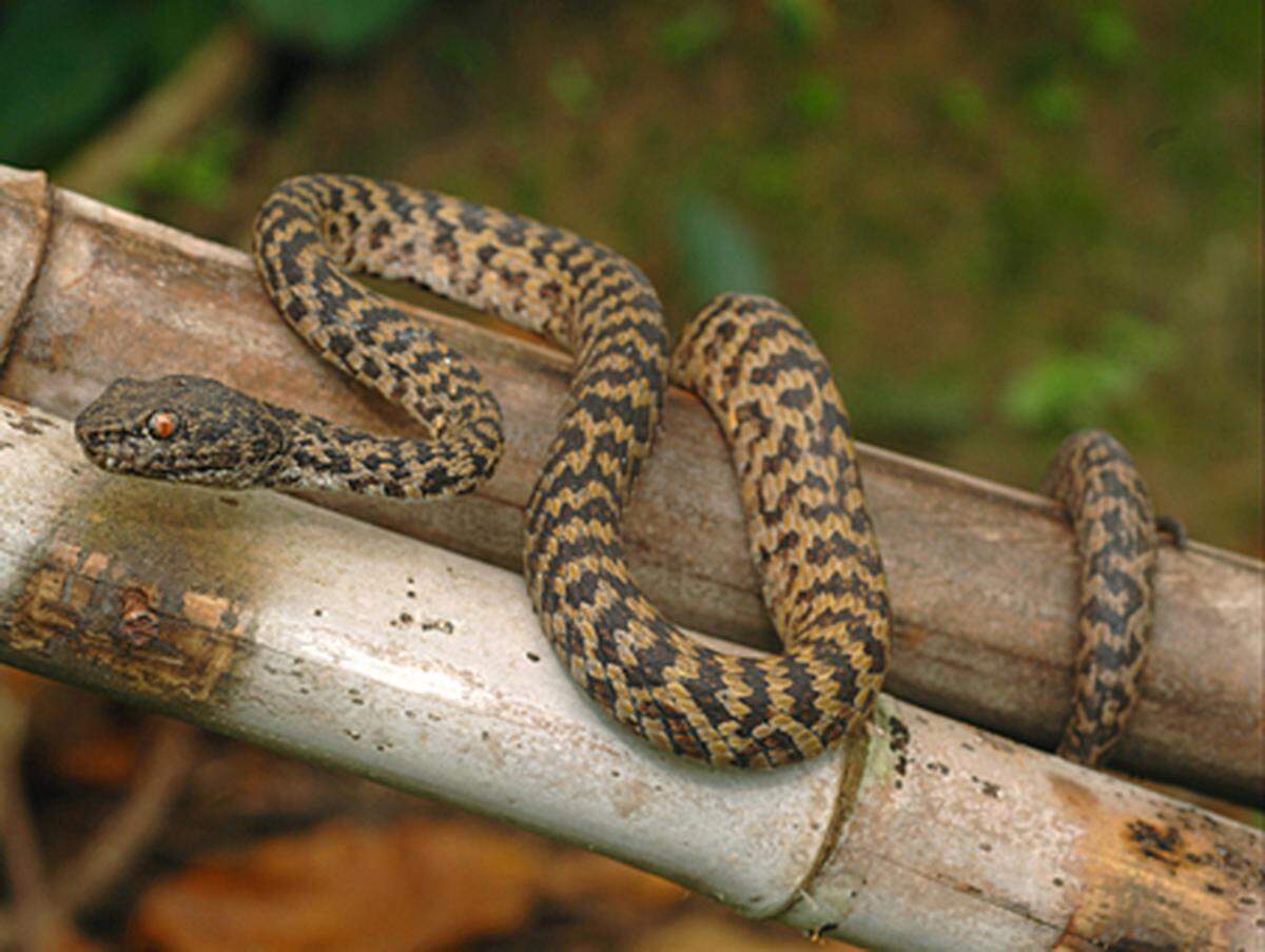 Die Schlange ist etwa einen halben Meter lang. Der genaue Lebensraum ist bisher kaum erforscht, gesehen wurden Exemplare bisher in Vietnam und Kabodscha.