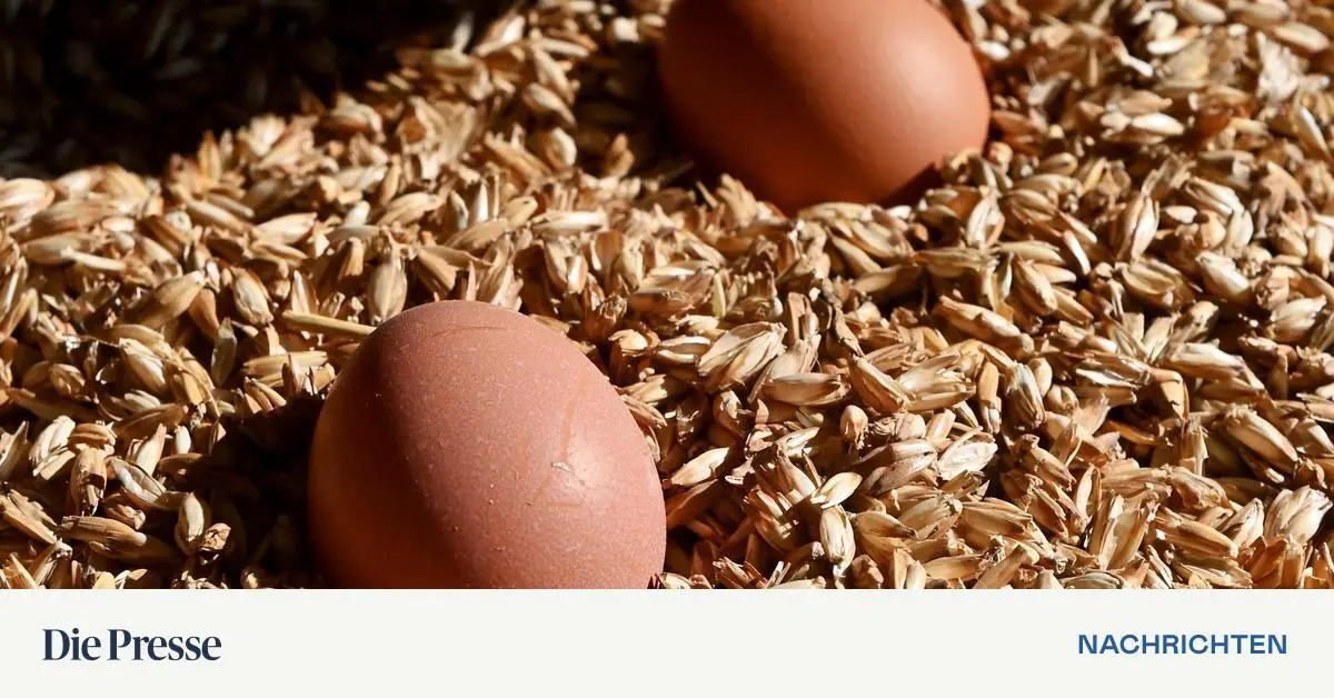 Eierengpass-f-hrt-zu-steigenden-Preisen