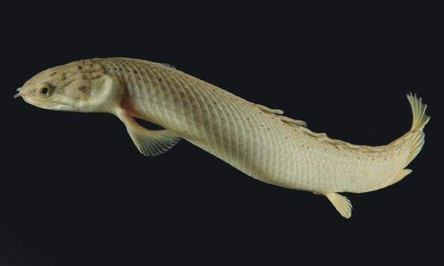 Polypterus