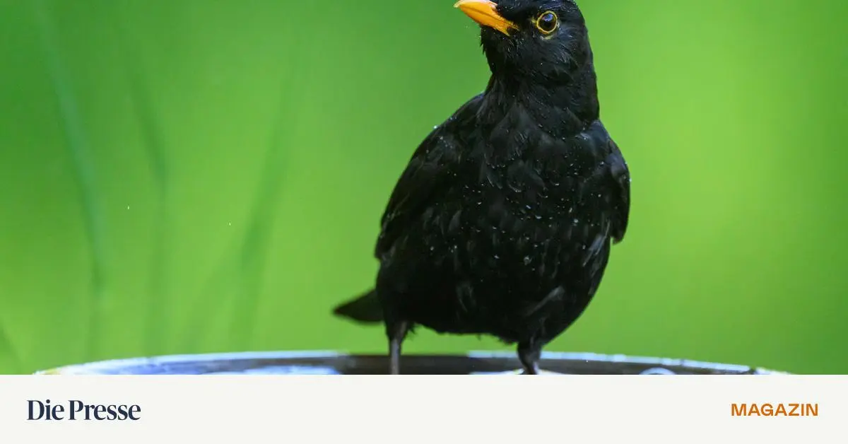 Die-Amsel-liebte-Herrn-Faustinis-W-sche-premium-