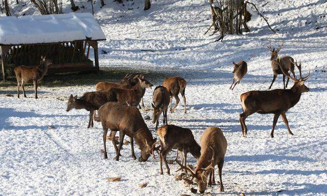 Die einen wollen viel Wild, die anderen weniger: Die ewigen Spannungen zwischen Jagd und Forst.