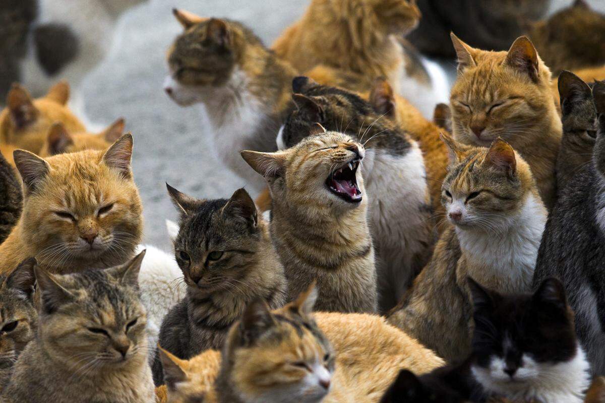 Laut japanischen Medien begann der Katzenboom vor zehn Jahren. Die Bevölkerungszahl nahm in diesem Zeitraum massiv ab, während die Katzen sich unkontrolliert vermehren konnten.