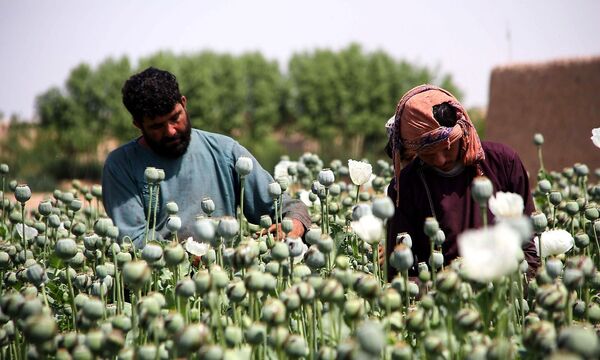 Mohnanbau in Afghanistan