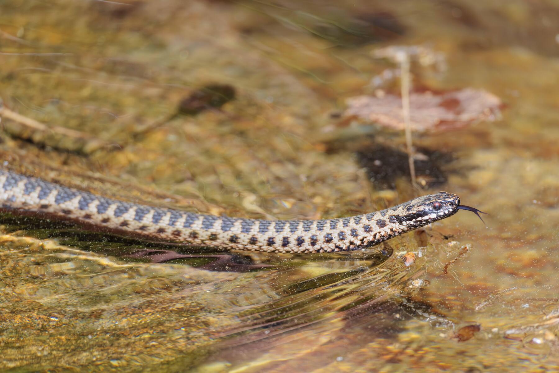 Dog bitten by venomous snake rescued by helicopter from Austrian mountain
